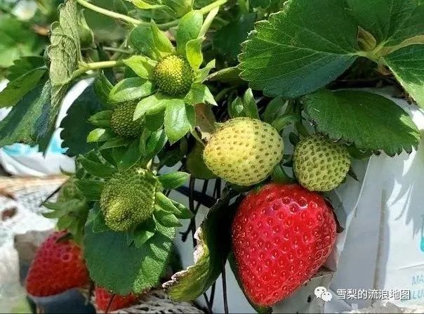 卡布丘红莓草莓农场工作体验，附联系方式